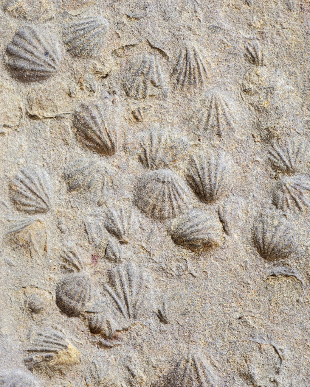 Fossili di conchiglie impressi nella roccia