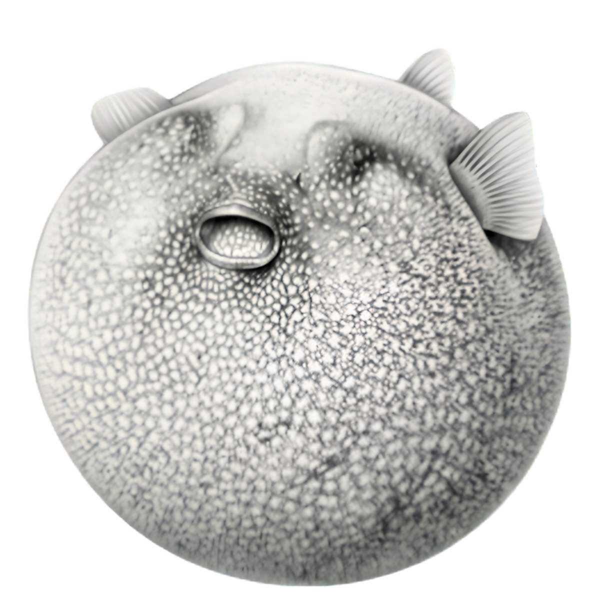 Pesce palla disegnato a matita, simbolo di EPALA